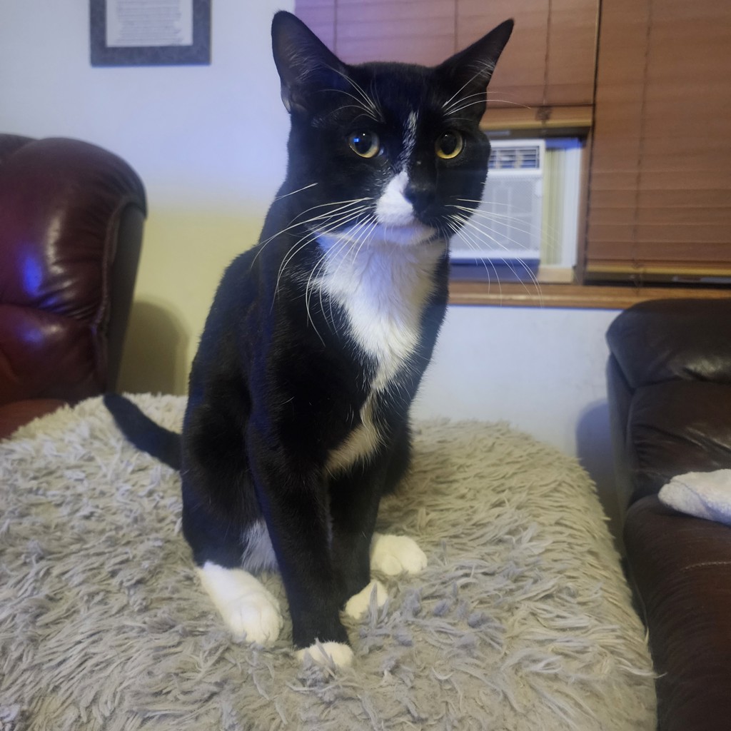 Merlin