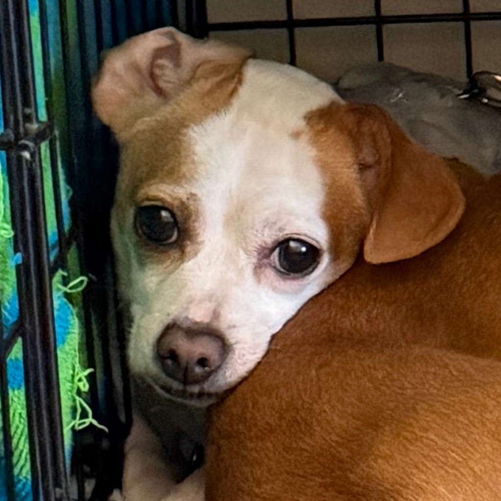 Missy -- Bonded Buddy With Ellie Mae