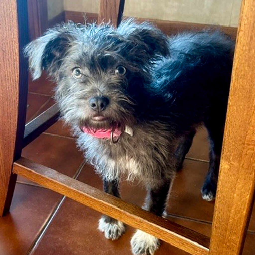 Terrier