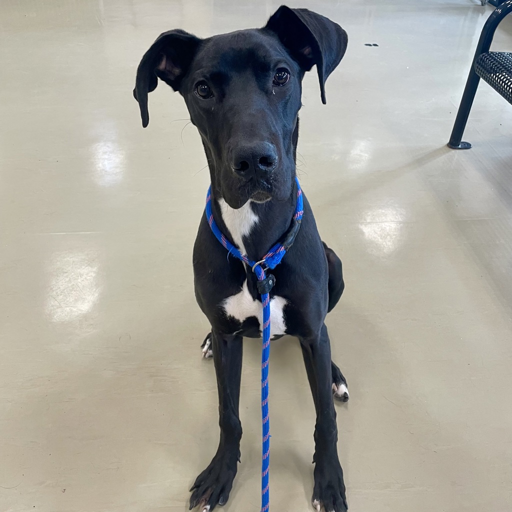 Great Dane