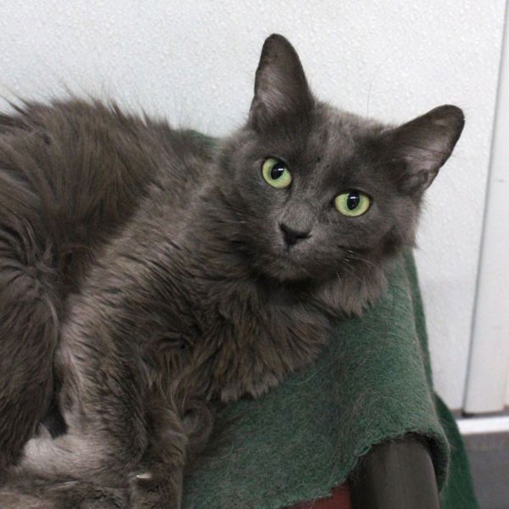 Nova -- Bonded Buddy With Bear