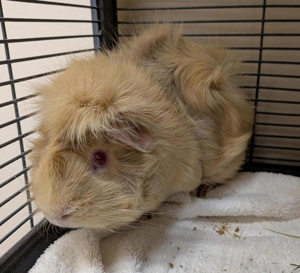 Nugget