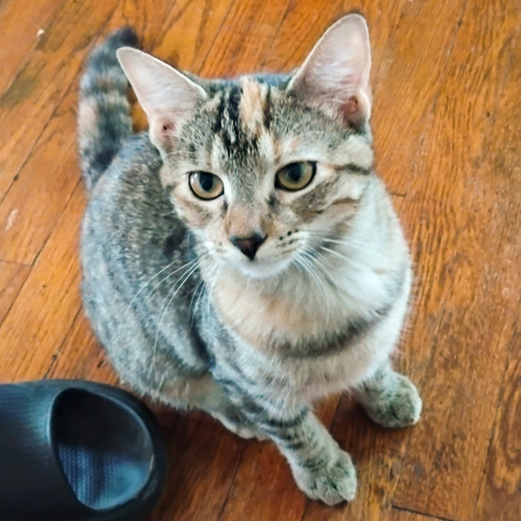 Nutmeg