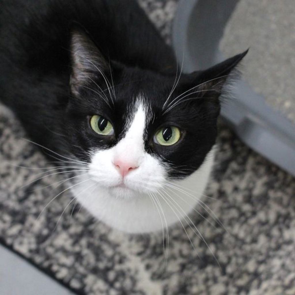 Oliver -- Bonded Buddy With Toola