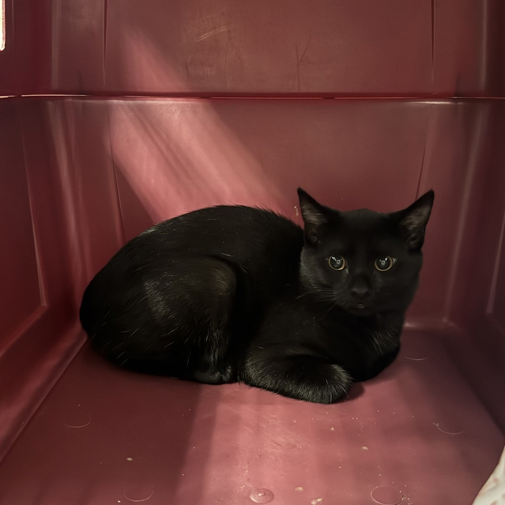 Onyx