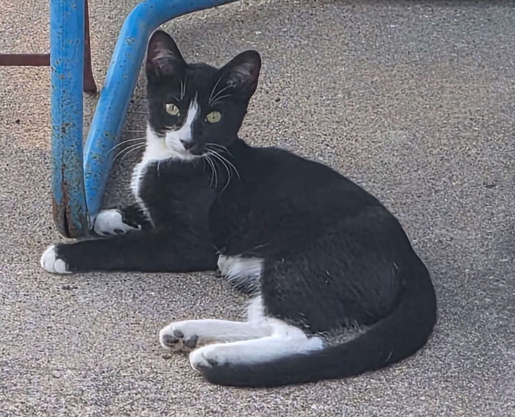 Oreo