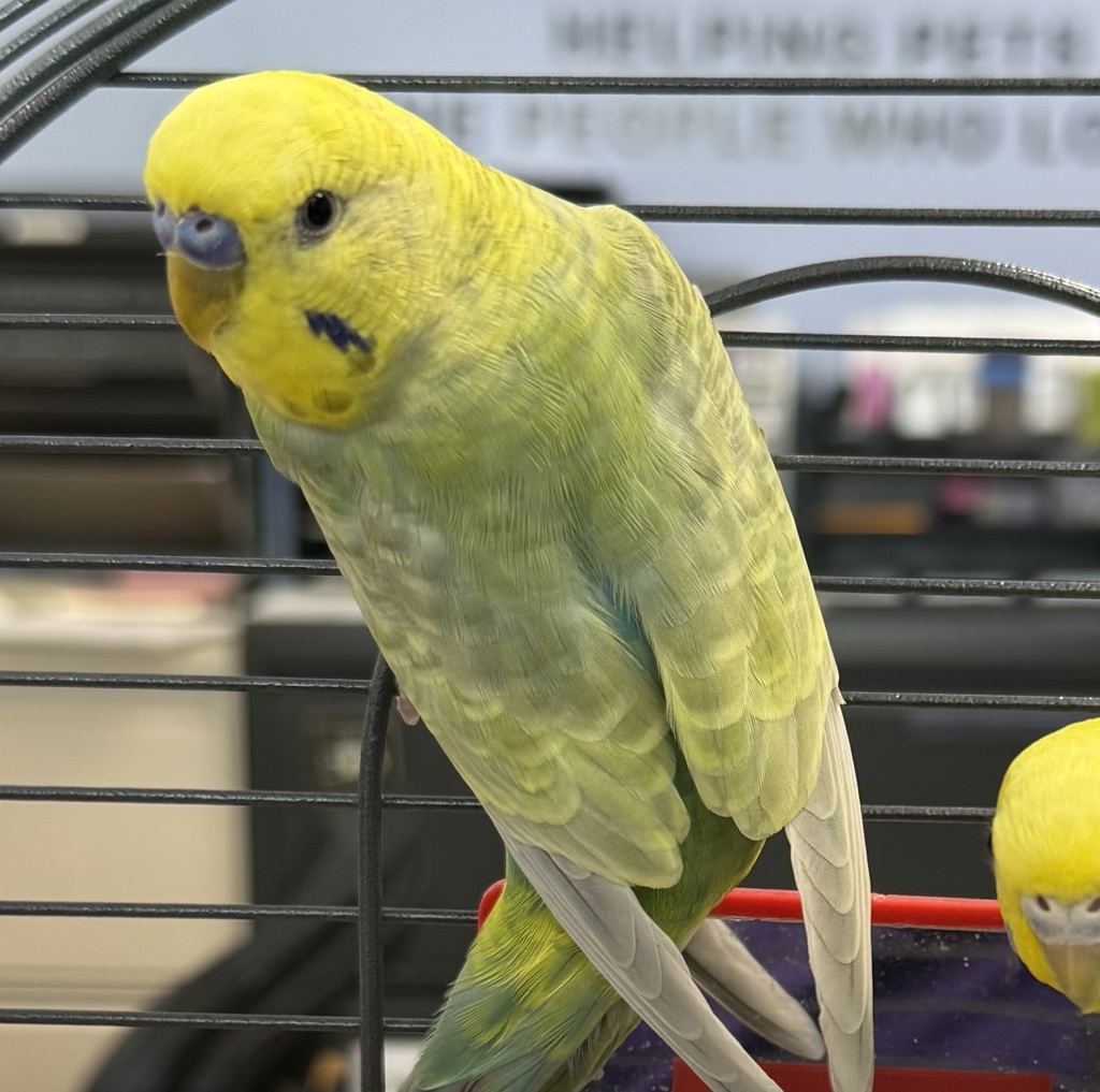 Pauli -- Bonded Buddy With Petula