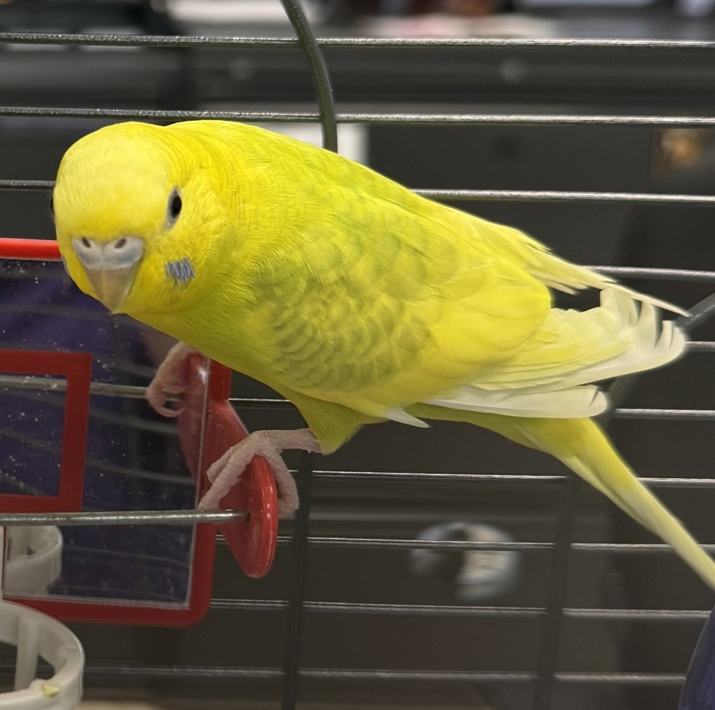 Petula -- Bonded Buddy With Pauli