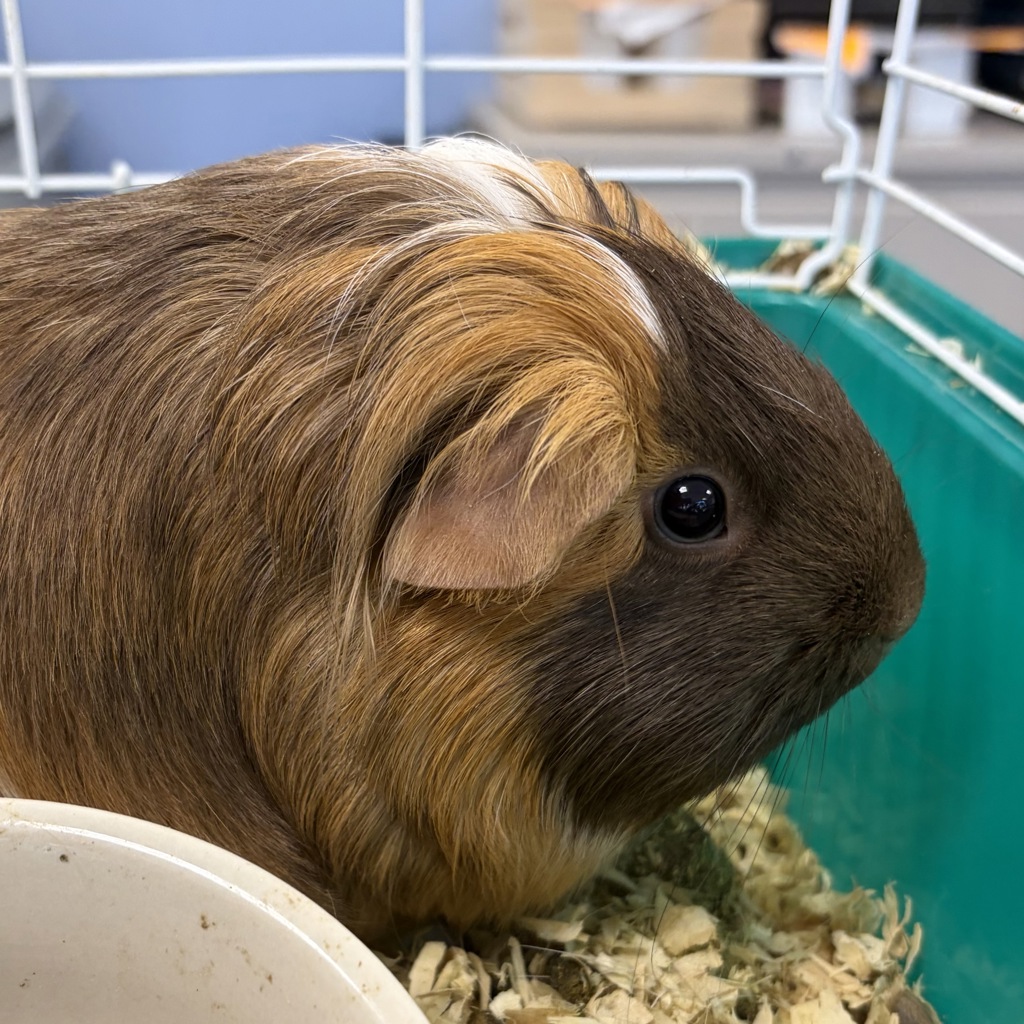 Potato -- Bonded Buddy With Sassy