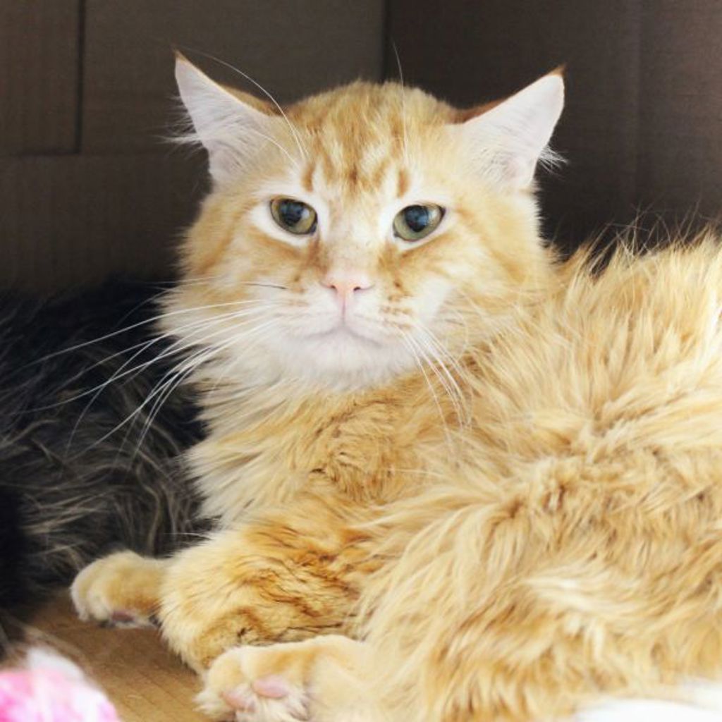 Princeton -- Bonded Buddy With Leo