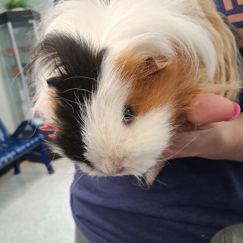 Pumpkin -- Bonded Buddies With Goose