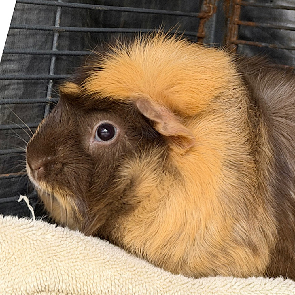 Reeses -- Bonded Buddy With Figgy The Piggy