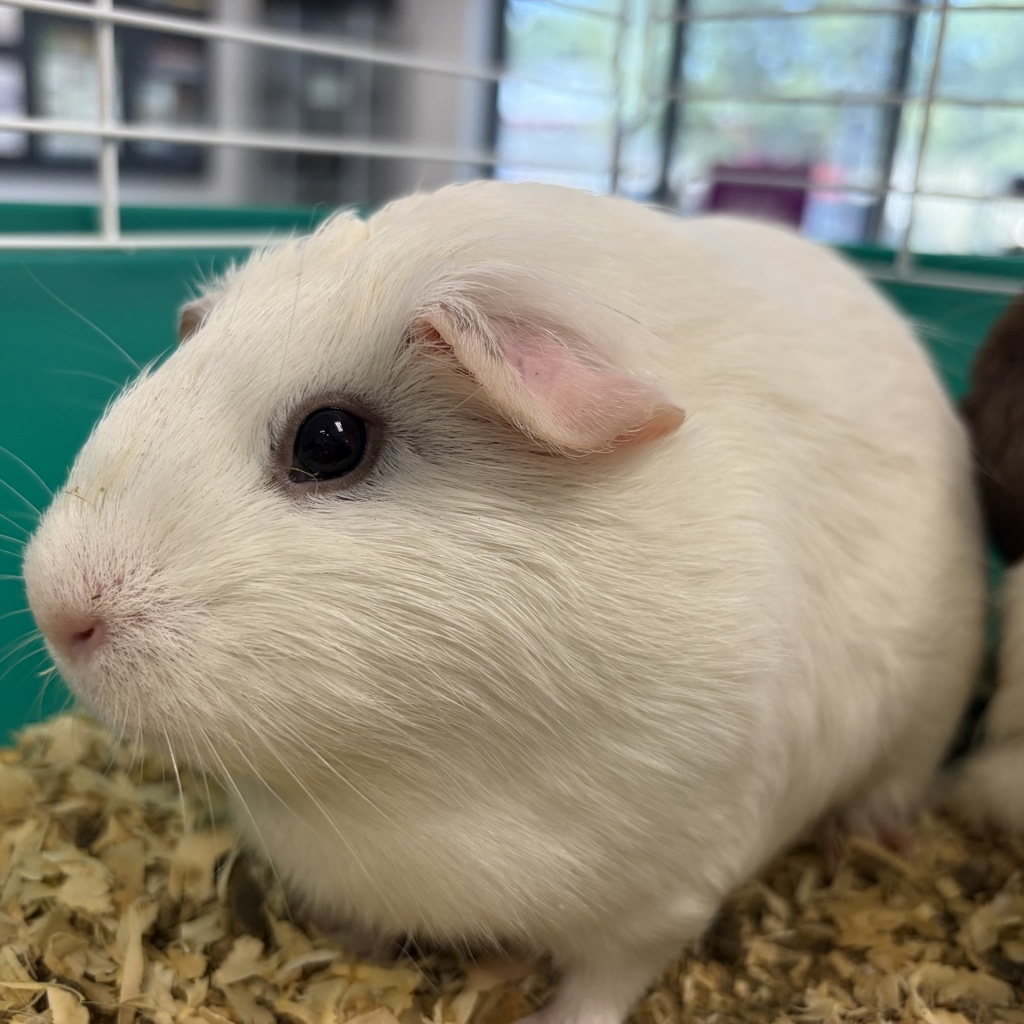 Sassy -- Bonded Buddy With Potato