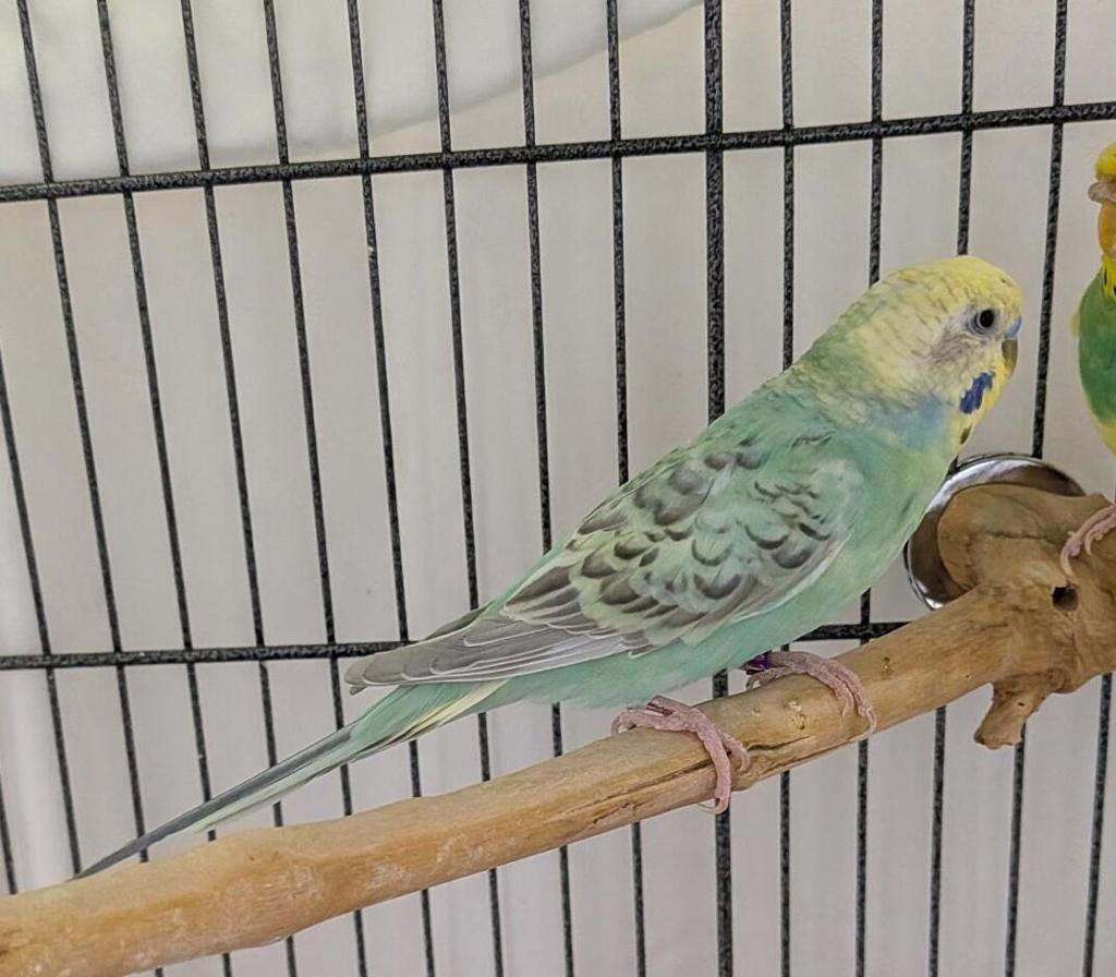 Sesame