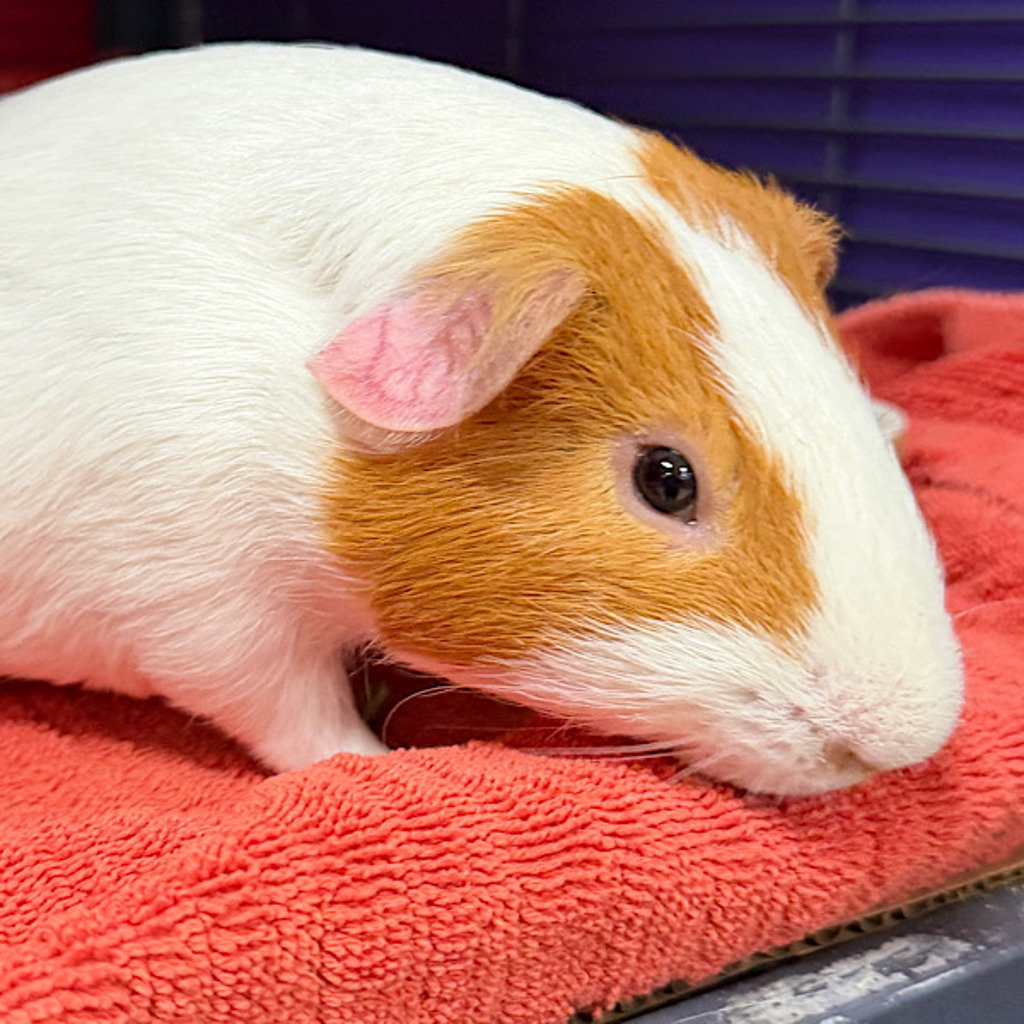 Shaggy -- Bonded Buddy With Scooby