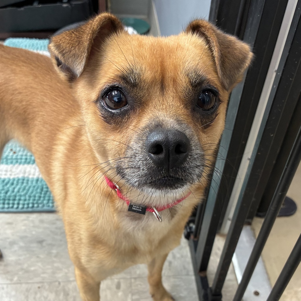 Chihuahua
