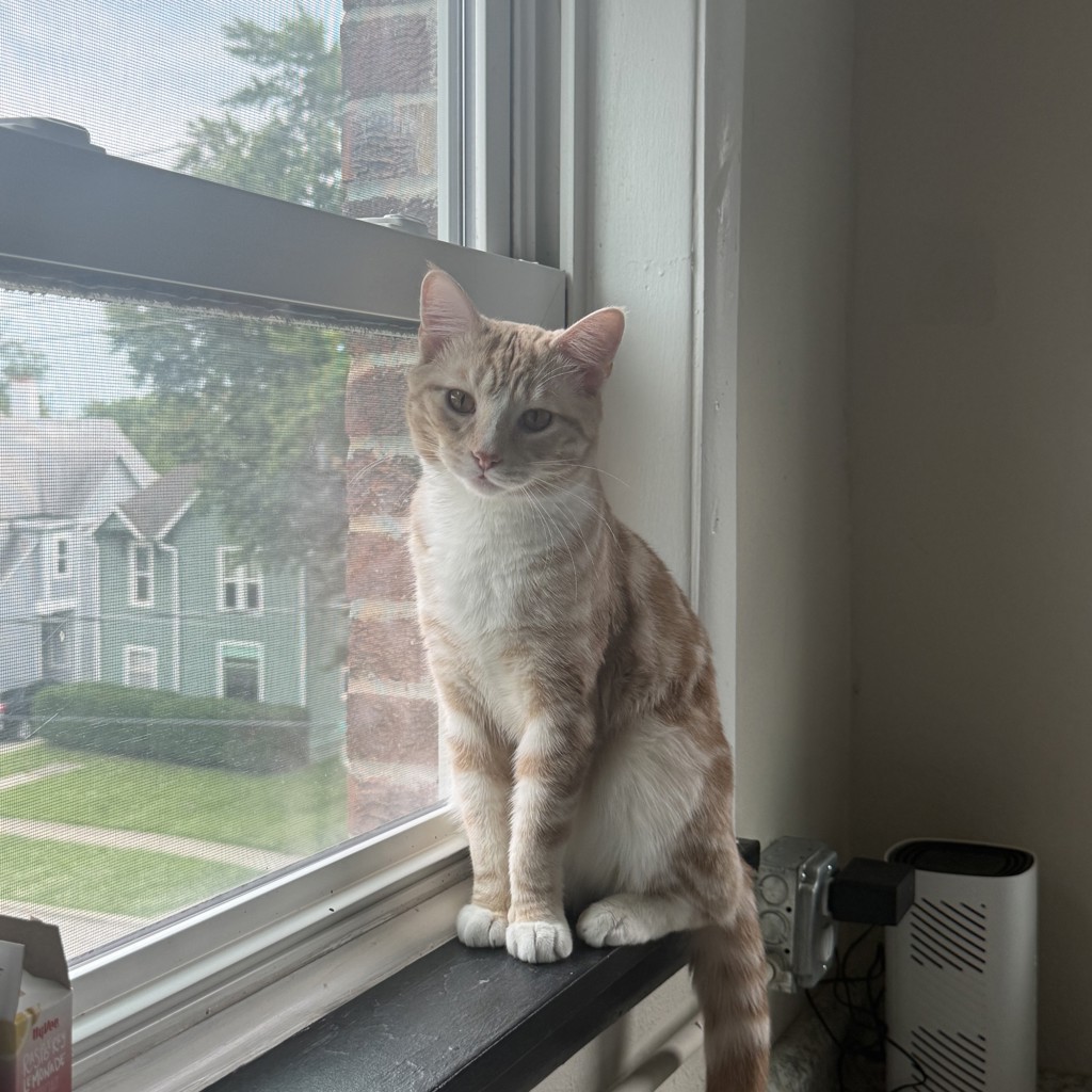 Simon