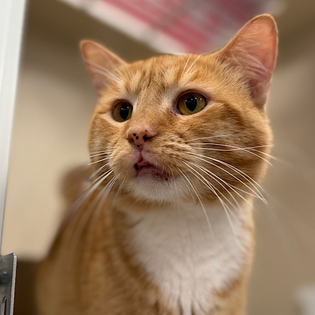 Sir Simon