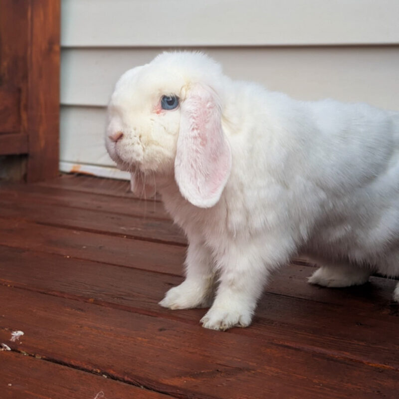 Snowball