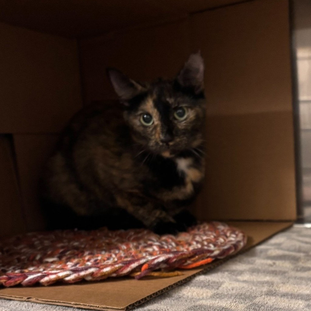 Squee -- Bonded Buddy With Brule