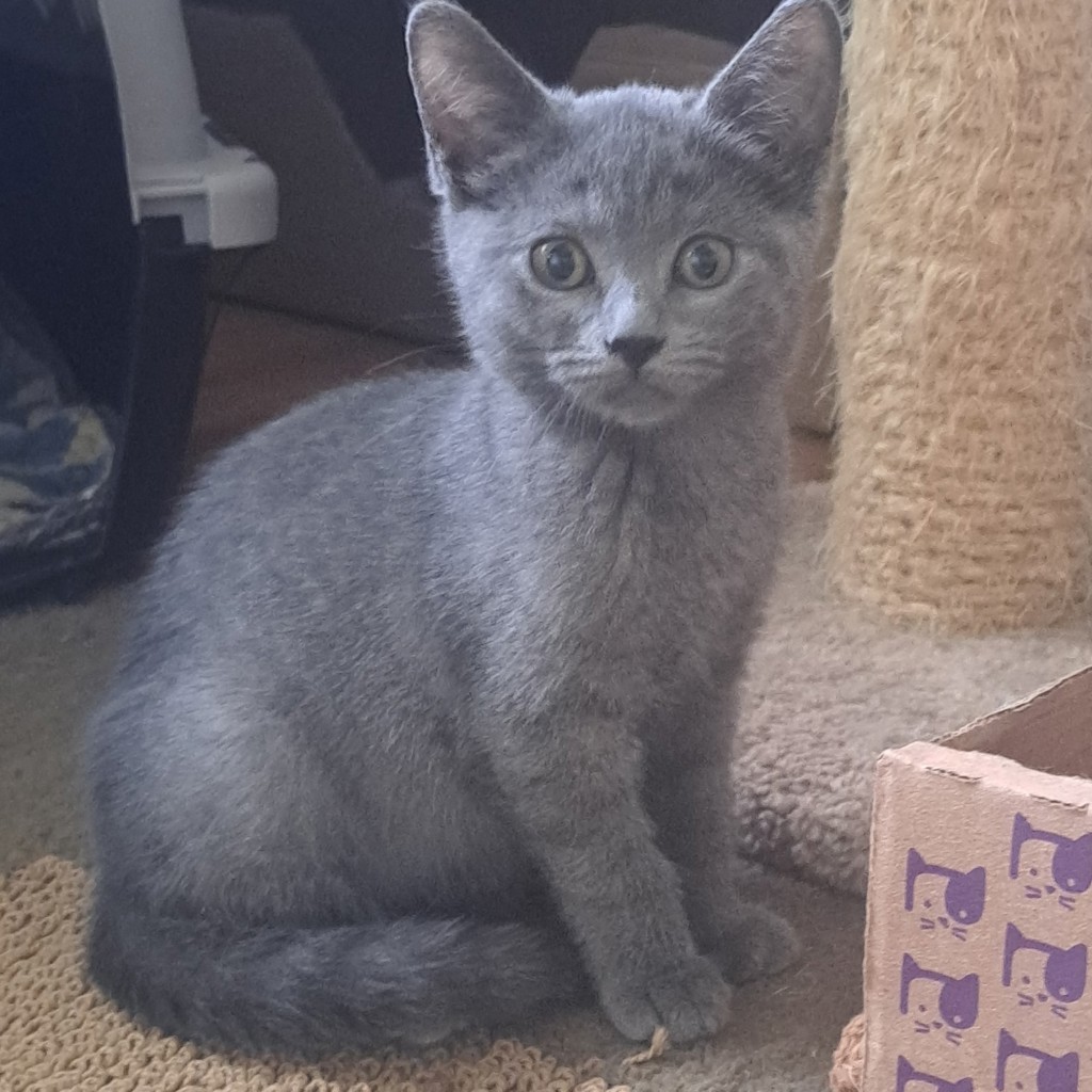 Sylvie