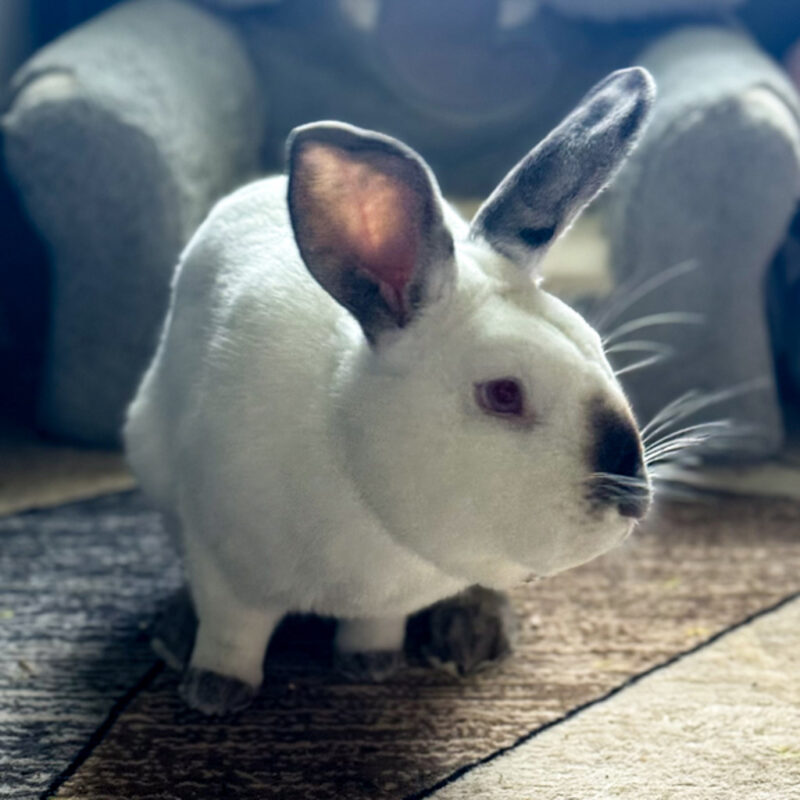 Thumper