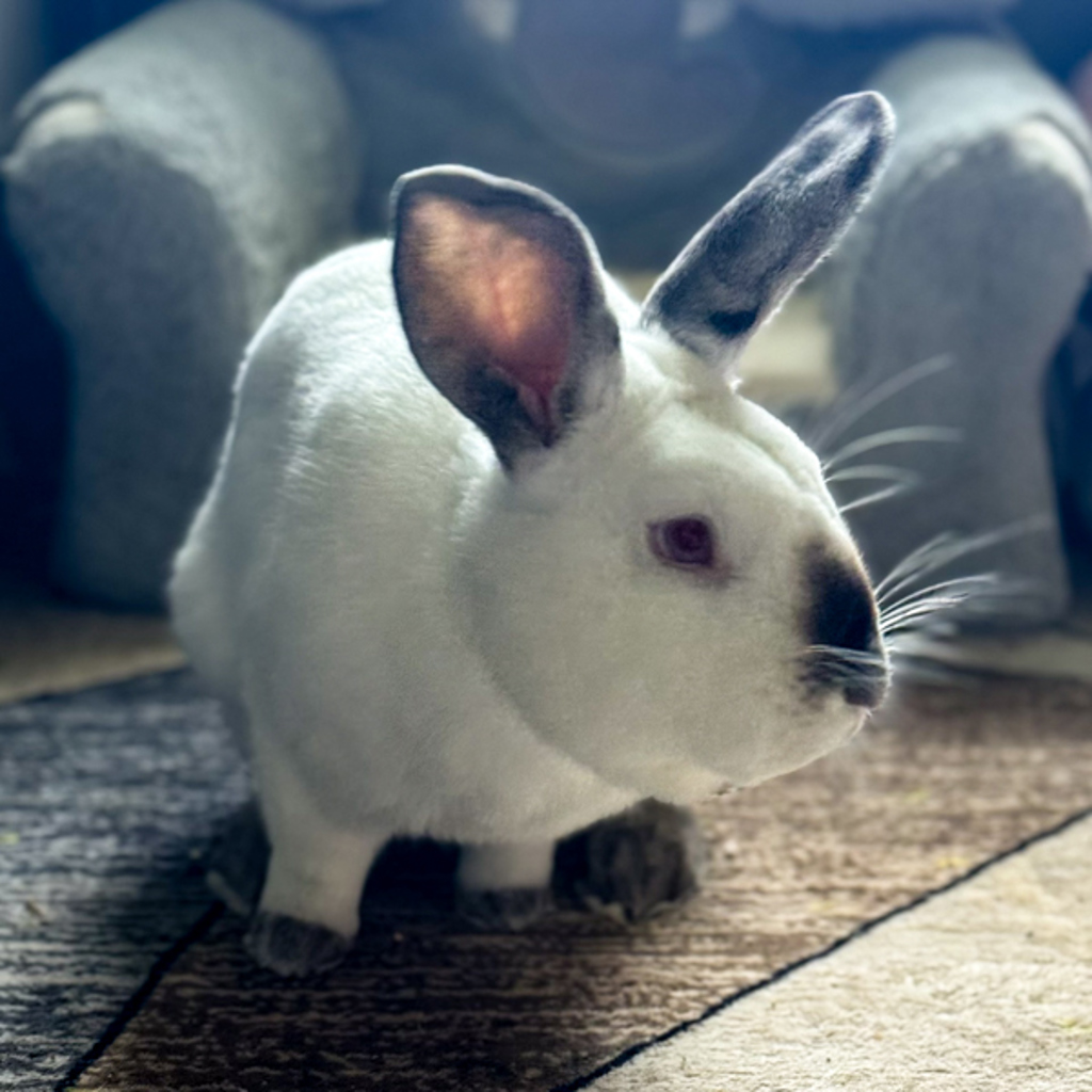 Thumper