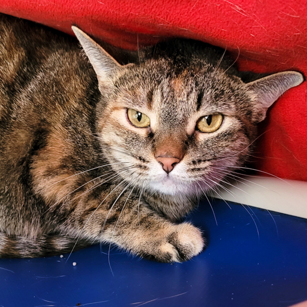 Tinkerbell -- Bonded Buddy With Ashe