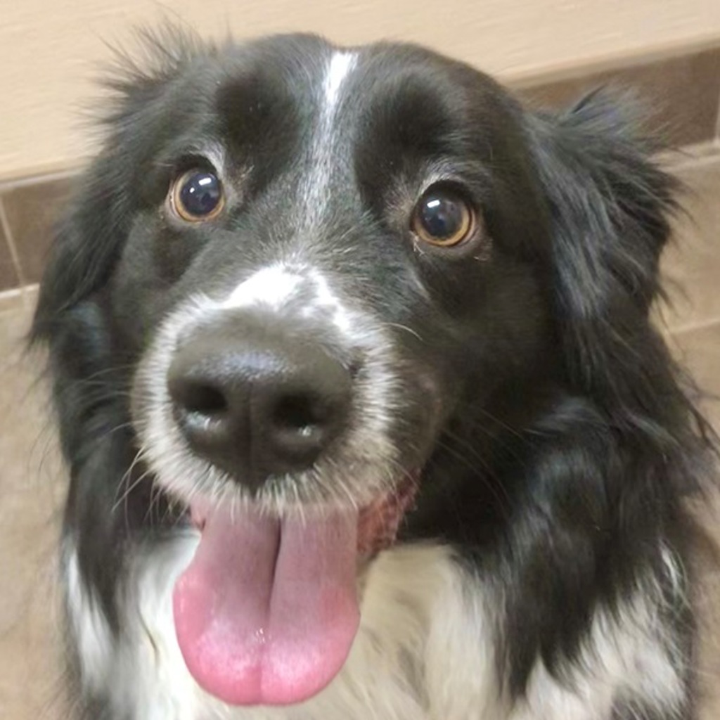 Tony — Bonded Buddy With Lucy