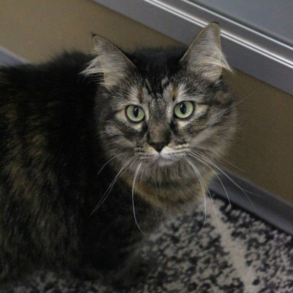 Toola -- Bonded Buddy With Oliver