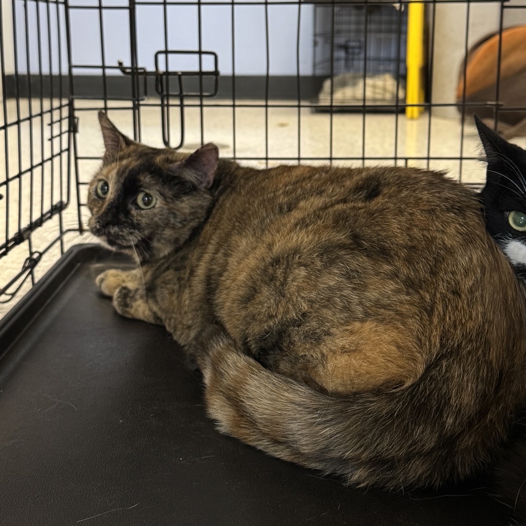 Toot -- Bonded Buddy With Leonard
