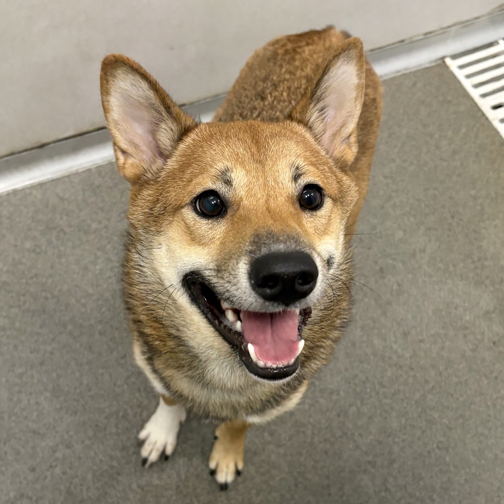 Shiba Inu
