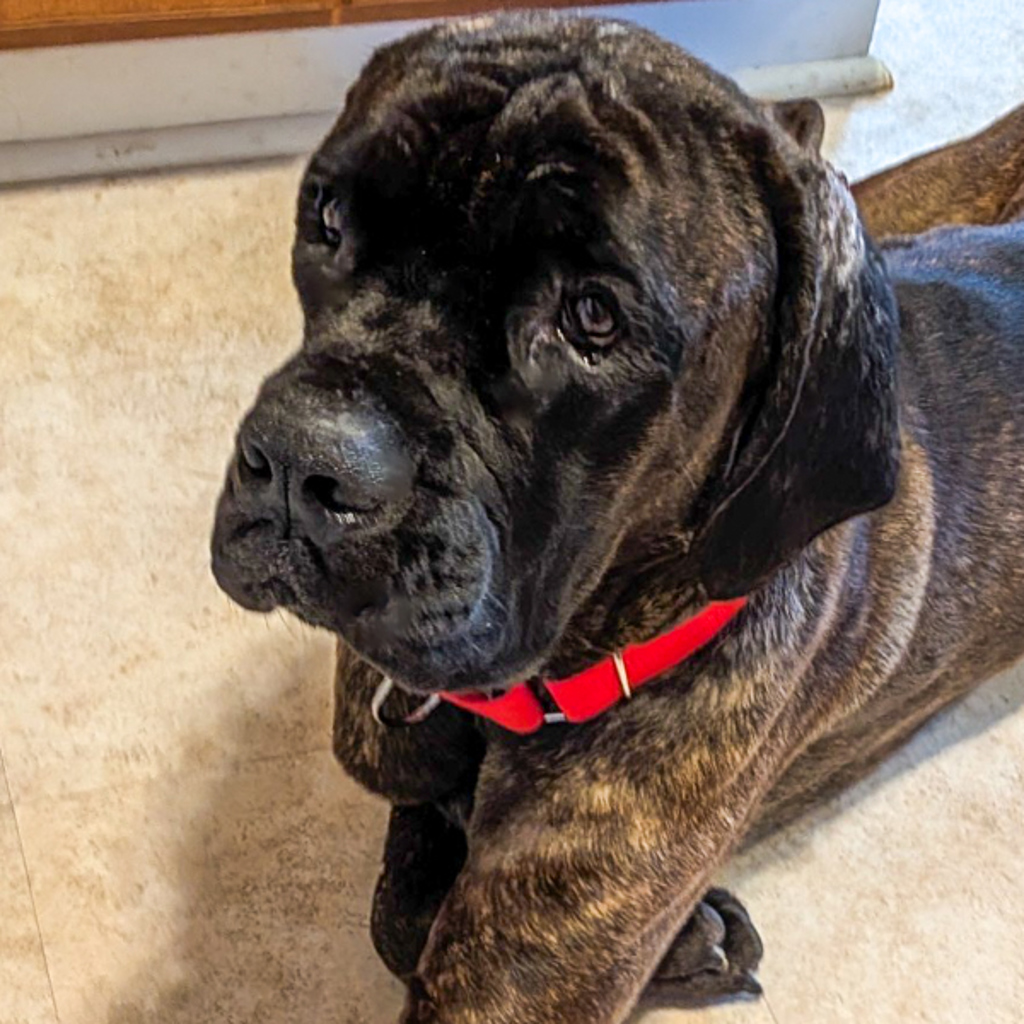 Mastiff