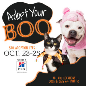 adopt your boo adoption