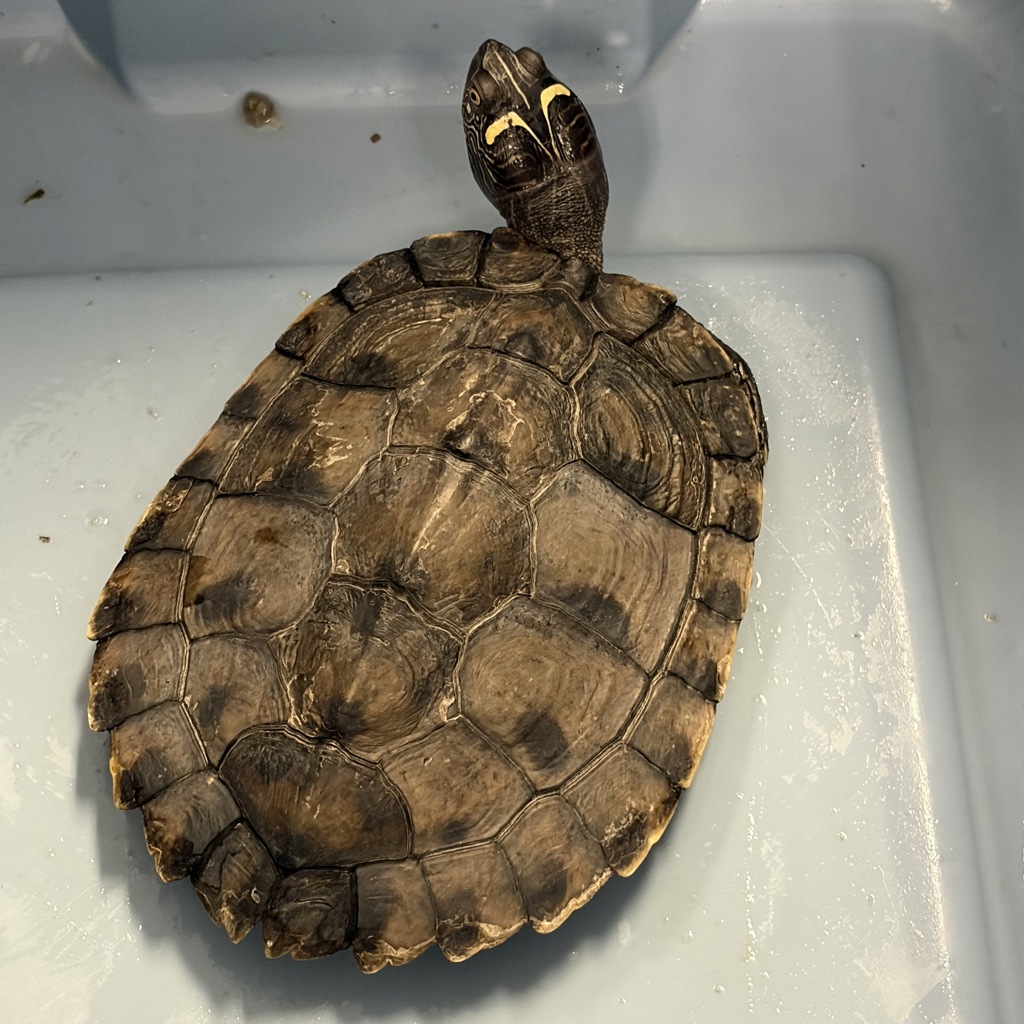 Alabama