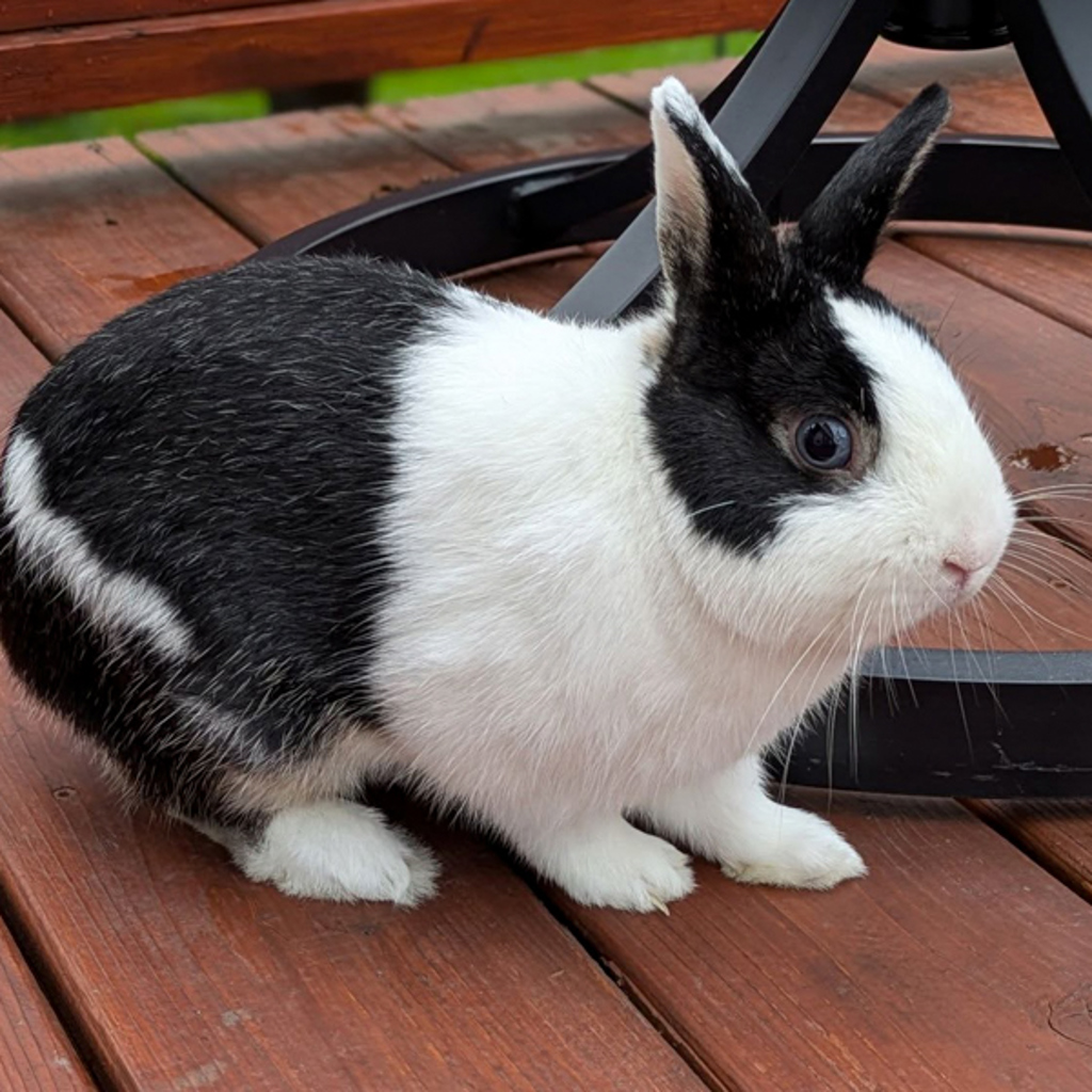 Benito