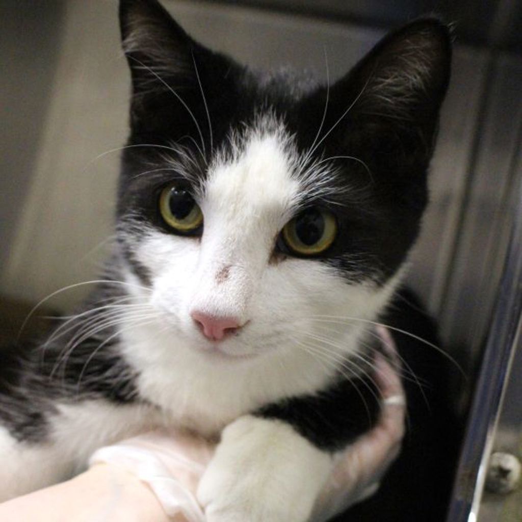 Big Mac