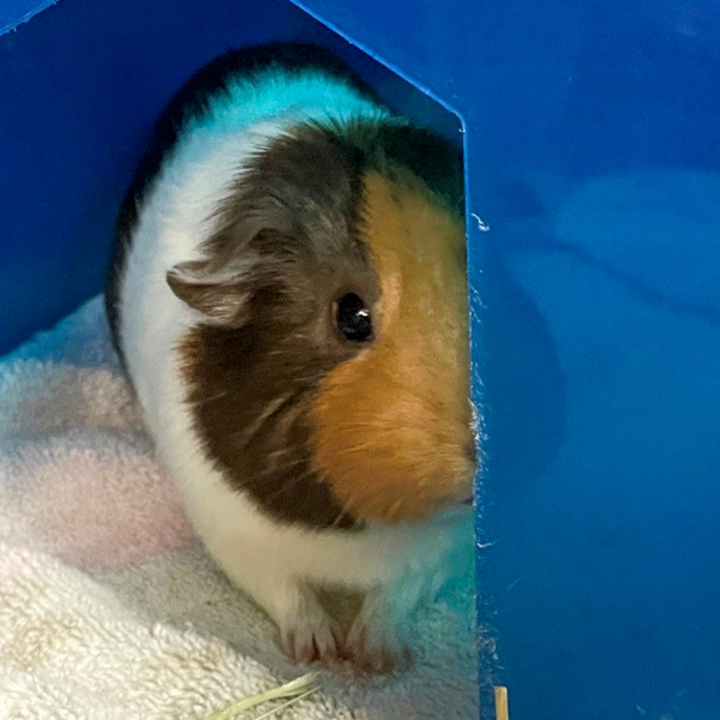 Biscuit -- Bonded Buddy With Butter