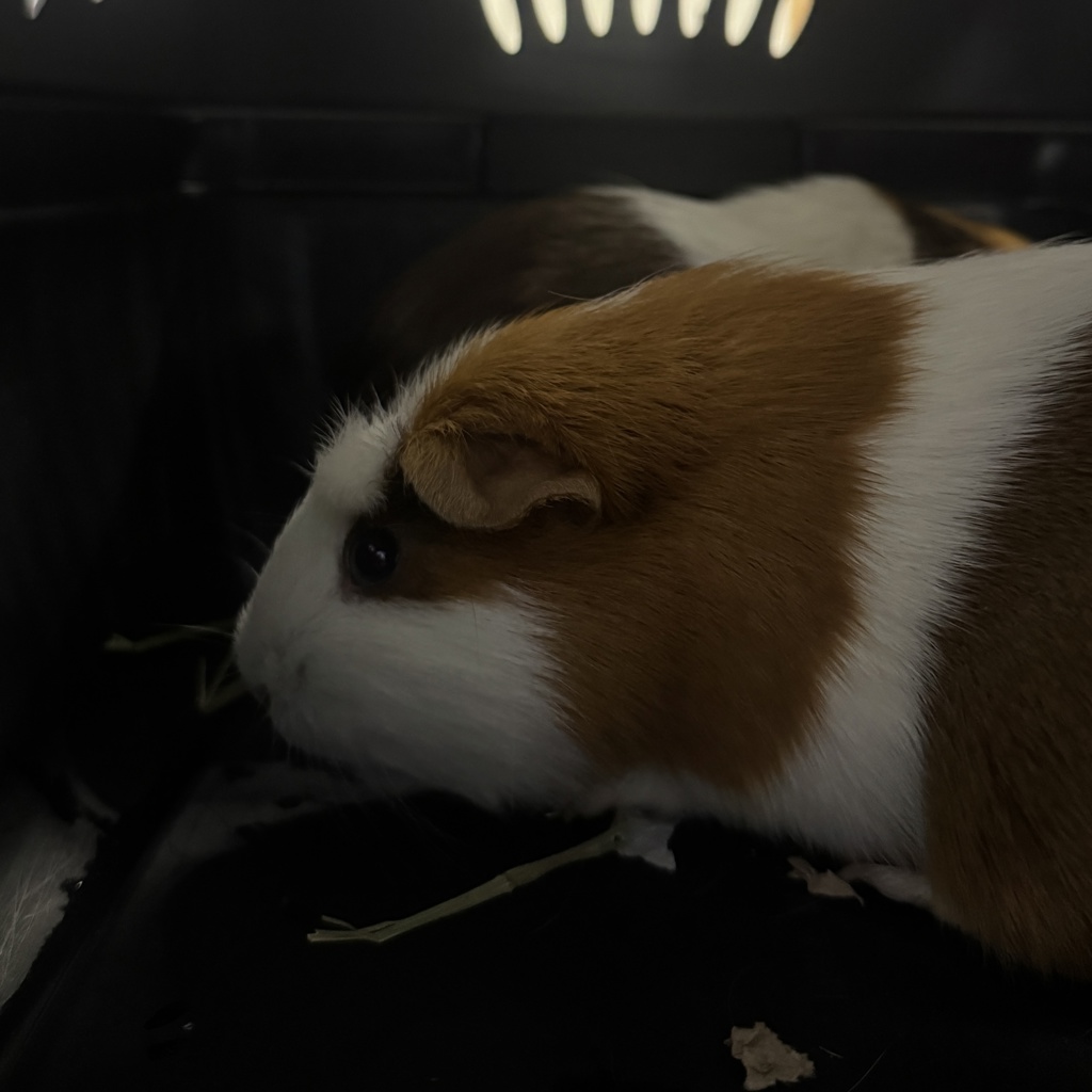 Butter Bonded With Biscut