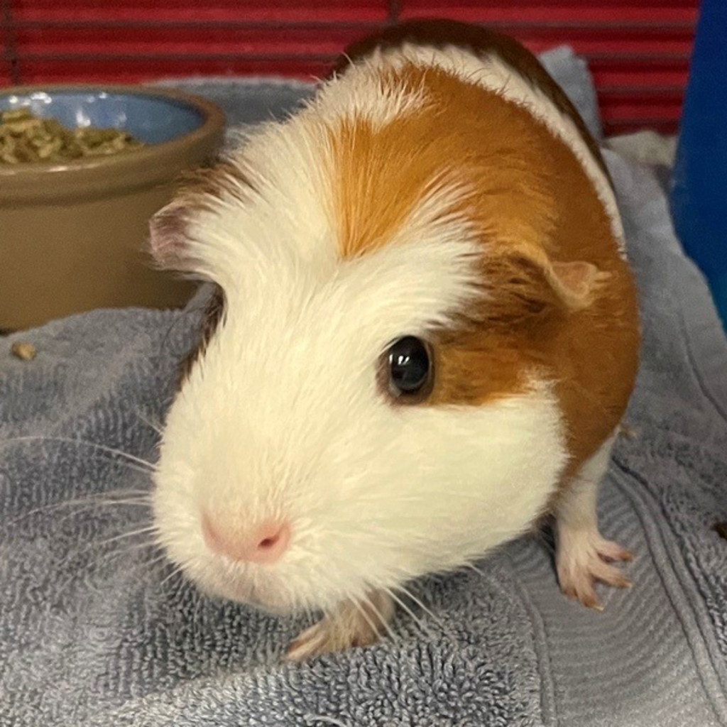 Butter -- Bonded Buddy With Biscuit