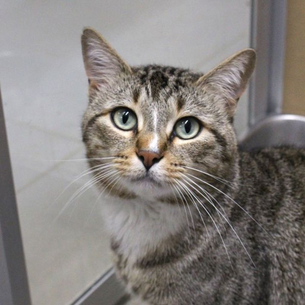 Carhartt -- Bonded Buddy With Renera