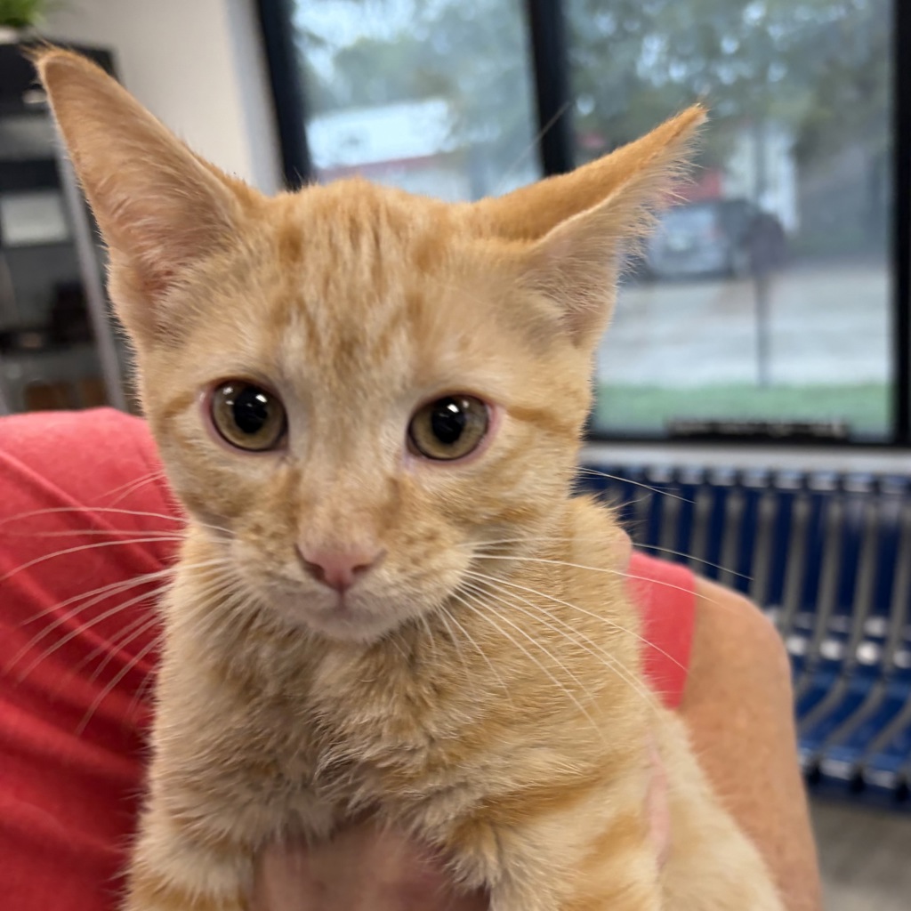 Cheddar