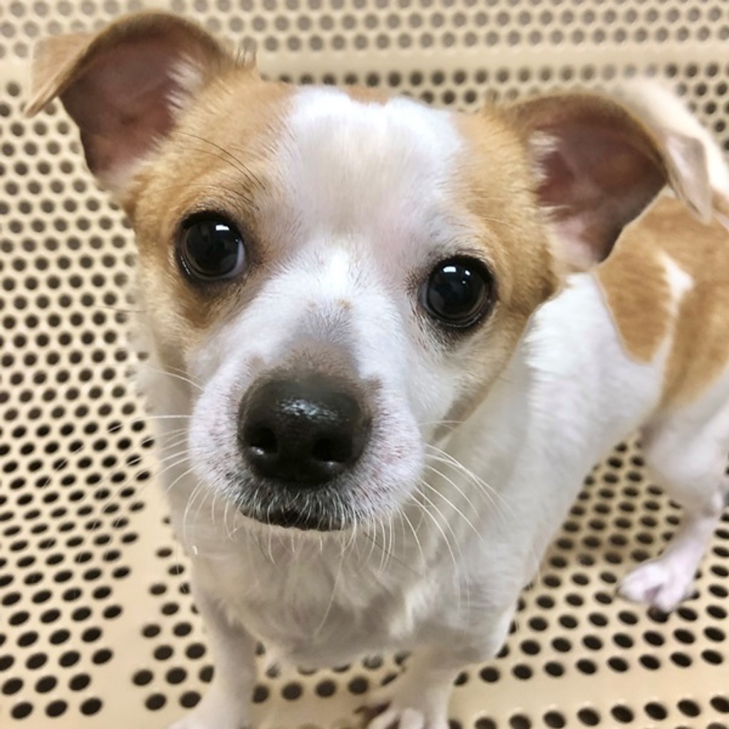 Chipi -- Bonded Buddy With Mickey