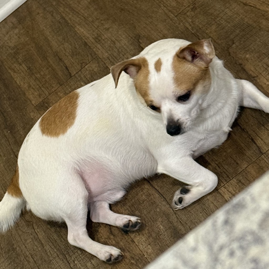 Chipi -- Bonded Buddy With Mickey