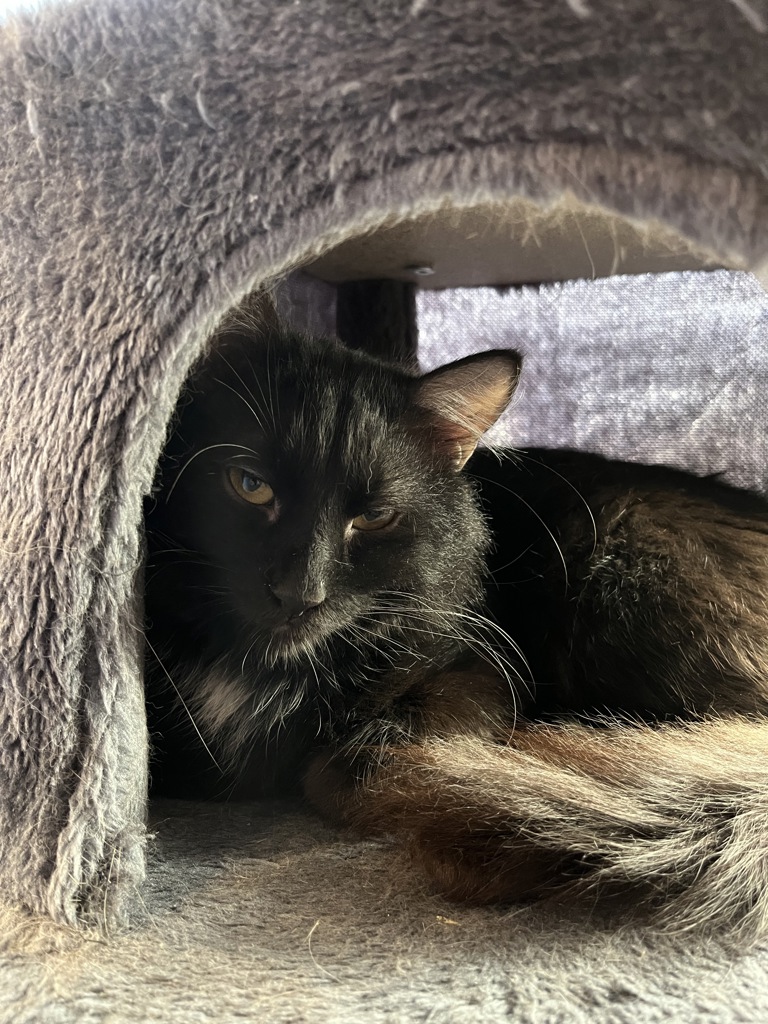 Christopher-- Bonded Buddy With Kory