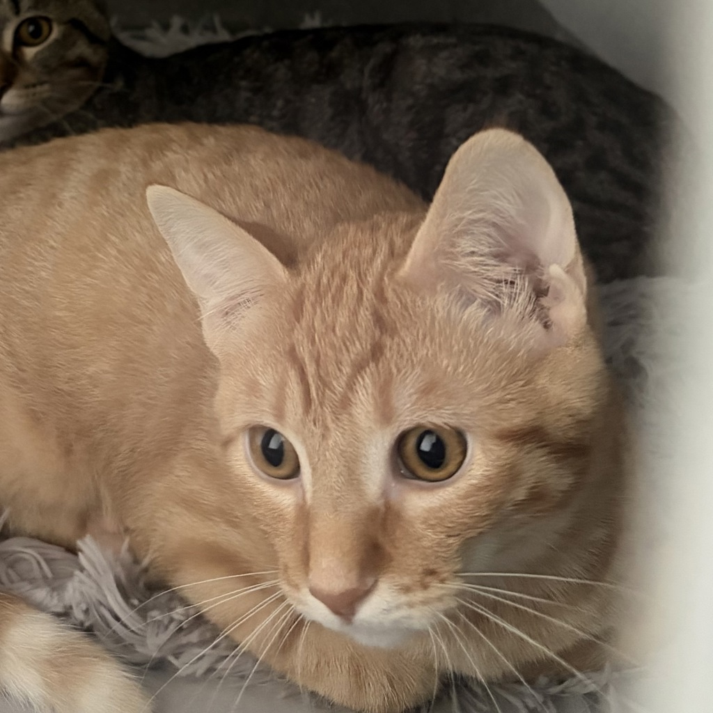 Clark- Bonded Buddy With Kent