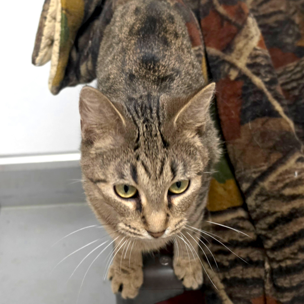 Cleo - Bonded Buddy With Leo