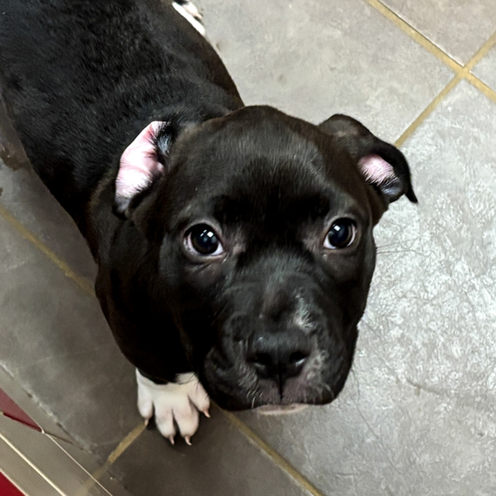 Daphne