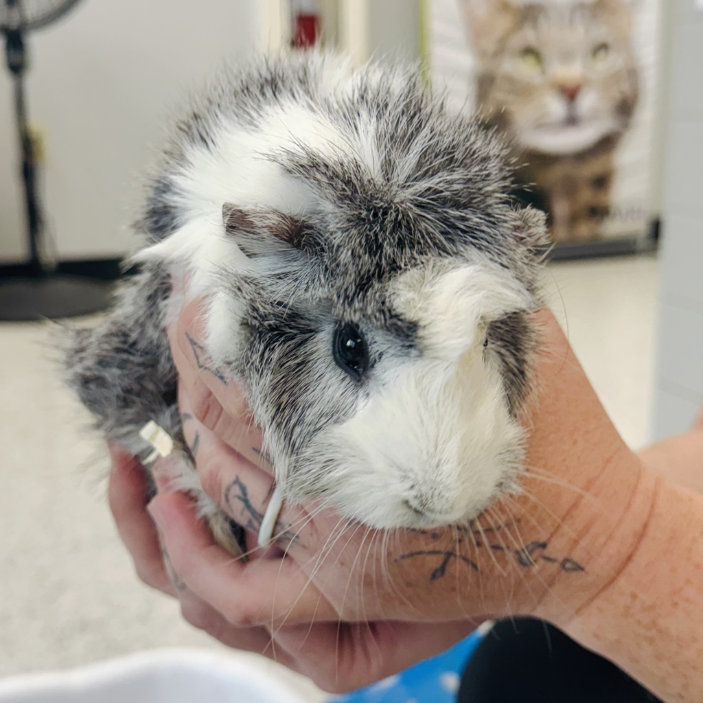 Dobby