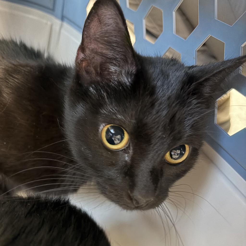 Eclipse -- Bonded Buddy With Loka